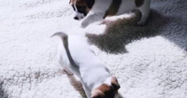 İki komik Jack Russell Terrier köpeği battaniyenin üzerinde oynaşıyorlar.