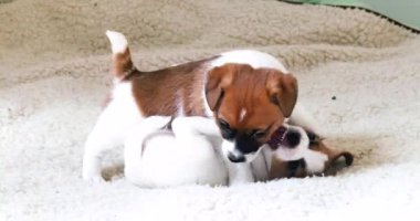 İki komik köpek yavrusu hafif bir battaniyede birbirini ısırıyor..