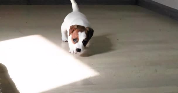 Pequeno Filhote Cachorro Com Ponto Testa Forma Coração Corre Para — Vídeo de Stock