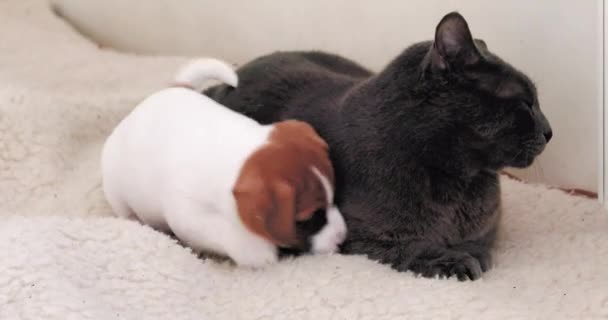 面白い小さなジャックラッセルテリアの子犬は大人の猫と遊ぼうとしています — ストック動画