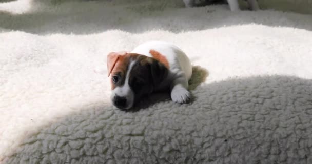 五只小杰克罗素小狗互相玩耍 在毛毯上互相咬着 — 图库视频影像