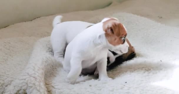 Dos Lindos Cachorros Jack Russell Terrier Están Jugando Entre Una — Vídeos de Stock