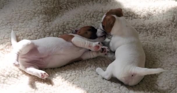 Jack Russell Teriyeri Köpek Yavrusu Battaniyede Birbirleriyle Oynuyorlar — Stok video