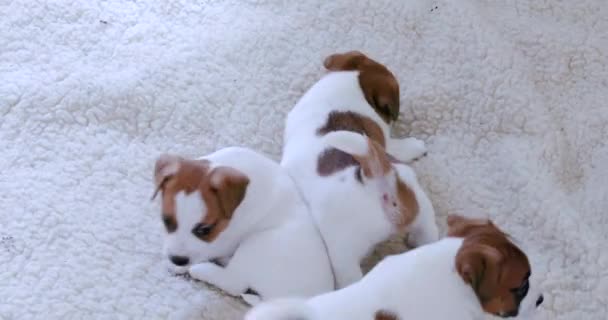 Two Funny Puppies Playing Biting Each Other Another Puppy Light — Stock Video