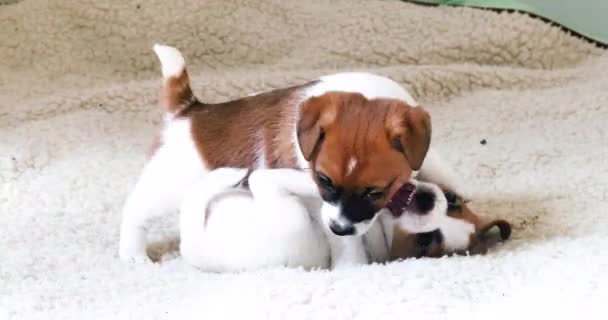 Komik Köpek Yavrusu Hafif Bir Battaniyede Birbirini Isırıyor — Stok video
