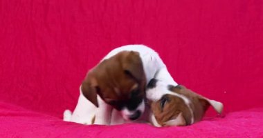 İki küçük Jack Russell Terrier köpeği birbirleriyle oynuyorlar, battaniyenin üzerinde birbirlerini ısırıyorlar.