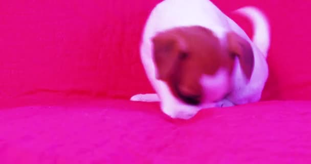 かわいい子犬はピンクの背景で自分自身と遊ぶ — ストック動画