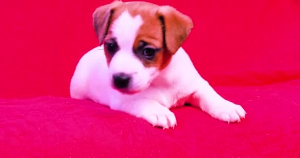 Pequeño Jack Russell Terrier Cachorro Encuentra Sofá Relojes — Vídeos de Stock