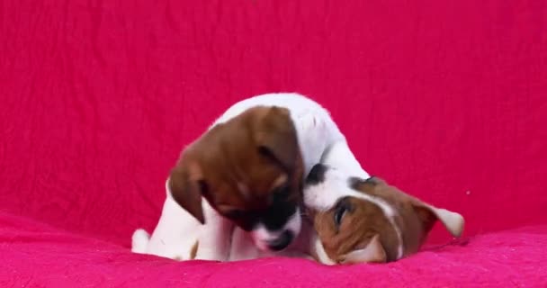 Dos Cachorros Jack Russell Terrier Juegan Entre Mordiéndose Una Manta — Vídeos de Stock