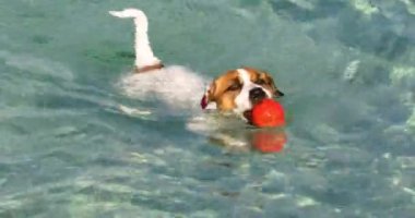 Jack Russell Terrier köpeği suda turuncu bir top yakaladı ve kıyıya doğru yüzüyor. Tatiller ve evcil hayvanlarla seyahat