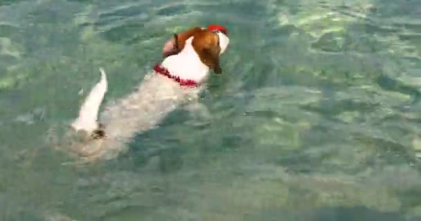 Hond Jack Russell Terrier Neemt Een Oranje Bal Mee Uit — Stockvideo