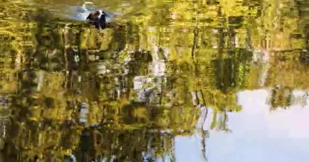 泰利尔在湖中游泳 游到岸边 和狗一起冒险和放松 — 图库视频影像