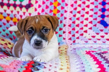 Güzel Jack Russell teriyeri köpek yavrusu örgü örülmüş, çok renkli bir battaniyenin üzerinde, kulakları olan. Yavrulara iyi bakın ve ilgilenin.