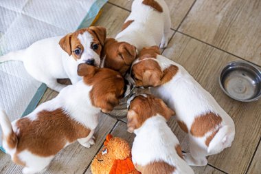 Küçük Jack Russell Terrier köpekleri su içer.