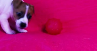 Küçük Jack Russell Terrier köpeği parlak pembe bir arka planda topla oynuyor..