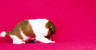  Güzel küçük Jack Russell Terrier köpeği pembe arka planda bir topla oynuyor..
