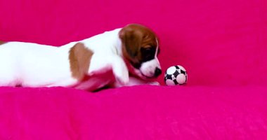 Komik küçük Jack Russell Terrier köpeği futbol topuyla oynuyor.
