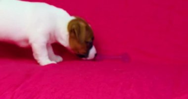Küçük Jack Russell Terrier köpeği parlak pembe arka planda bir köpek için oyuncak kemik kokluyor.