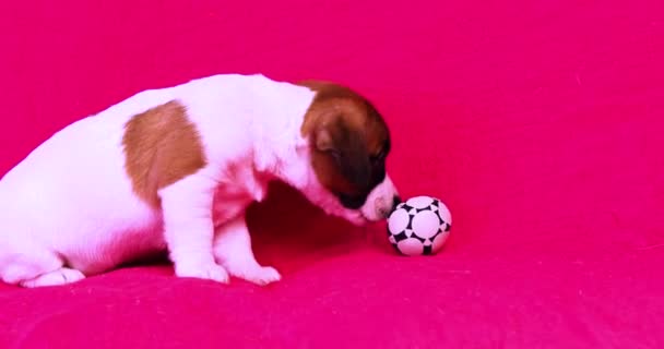 Funny Little Jack Russell Terrier Puppy Sniffs Soccer Ball Yawns — Stock Video