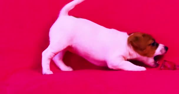 面白い小さなジャックラッセルテリアの子犬は明るいピンクの背景に香水のボトルで遊んで — ストック動画