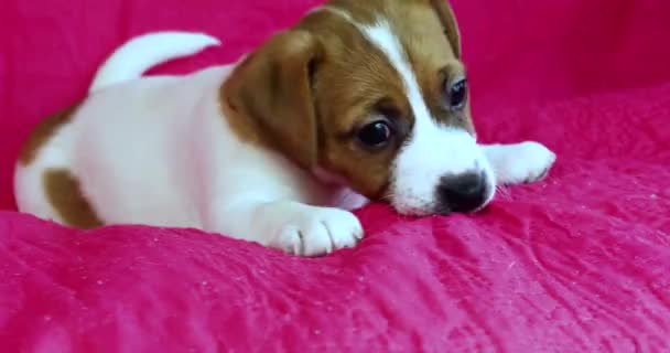 Funny Muzzle Small Jack Russell Terrier Puppy Lying Bright Pink — Stock Video