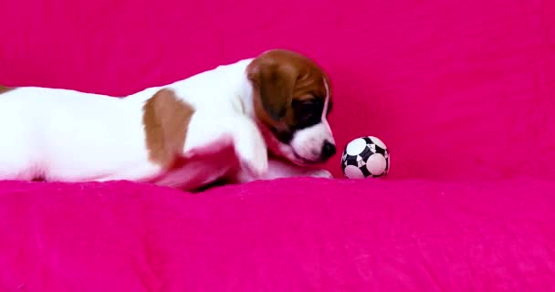 Rolig Liten Jack Russell Terrier Valp Leka Med Fotboll — Stockvideo