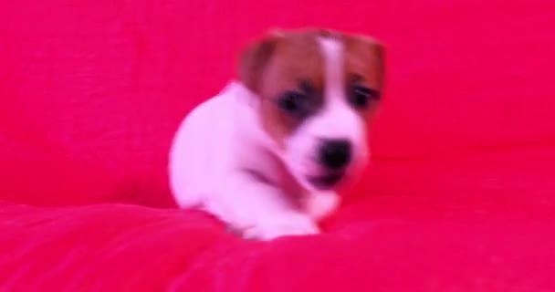 Μικρό Jack Russell Τεριέ Κουτάβι Παίζει Ένα Φωτεινό Ροζ Φόντο — Αρχείο Βίντεο