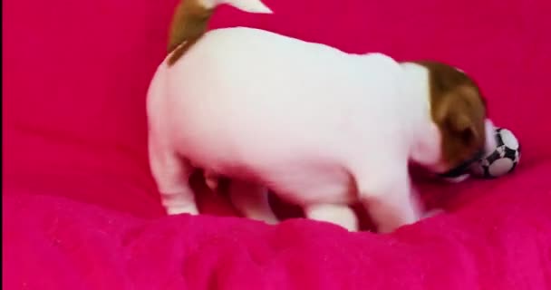 Jack Russell Terrier Valp Spela Med Fotboll Ljus Rosa Bakgrund — Stockvideo