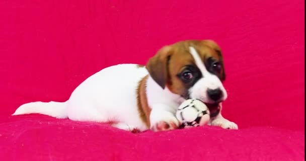 明るいピンクの背景にサッカーボールで遊ぶ小さなジャックラッセルテリアの子犬 — ストック動画