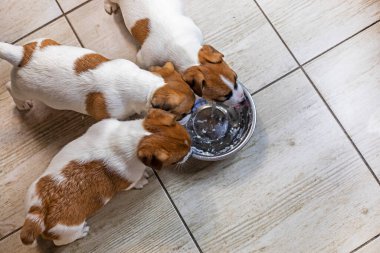 Küçük komik Jack Russell teriyer köpekleri bir kaseden süzme peynir yerler.