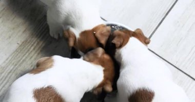Küçük Jack Russell Terrier yavruları süzme peyniri kasede yer. Yukarıdan görünüm