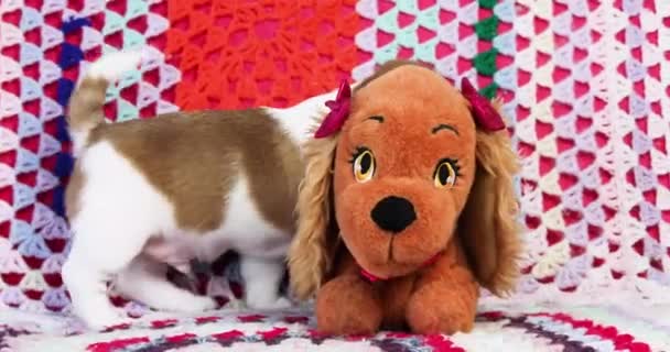 Mooie Kleine Jack Russell Terrier Puppy Ruiken Een Speelgoed Mechanische — Stockvideo