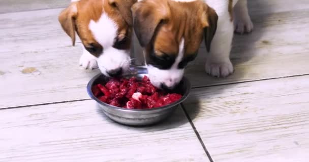 Jack Russell Terrier Cachorros Probar Carne Cruda Cortada Trozos Tazón — Vídeos de Stock