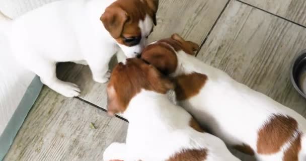 Les Petits Chiots Jack Russell Terrier Boivent Eau Dans Pot — Video