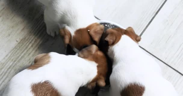 Cuccioli Del Piccolo Jack Russell Terrier Mangiano Ricotta Una Ciotola — Video Stock