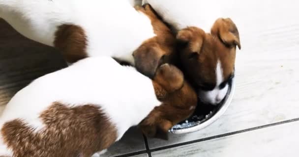 Kis Jack Russell Terrier Kölykök Túrót Esznek Egy Tálban — Stock videók