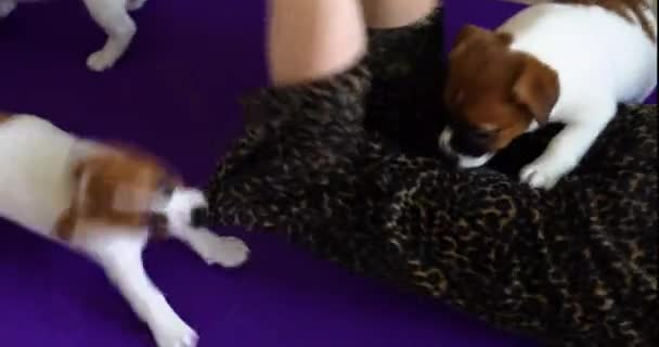 Little Jack Russell Terrier Cuccioli Giocare Con Altro Con Una — Video Stock