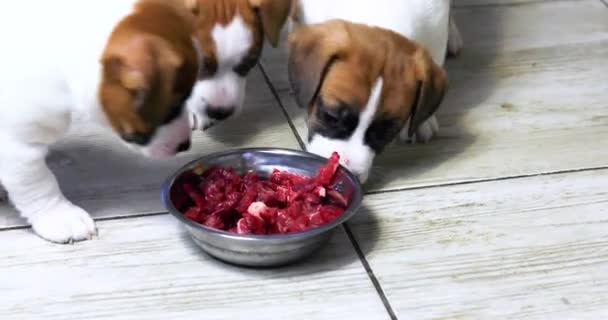 Małe Szczeniaki Jack Russell Terrier Spróbować Surowe Mięso Pocięte Kawałki — Wideo stockowe