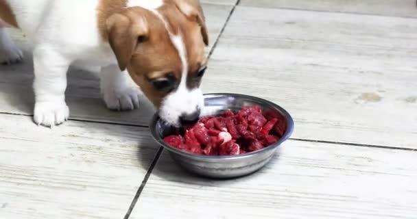 Mały Szczeniak Próbuje Surowe Mięso Pocięte Kawałki Misce — Wideo stockowe