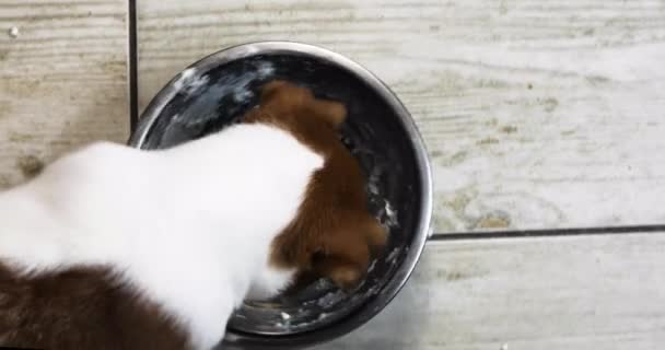 小さなジャック ラッセル テリアの子犬は コテージチーズのボウルをライセンスします 子犬の世話をする — ストック動画