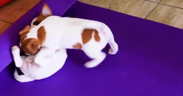 Two Little Jack Russell Terrier Puppies Play Each Other Purple — Stock Video