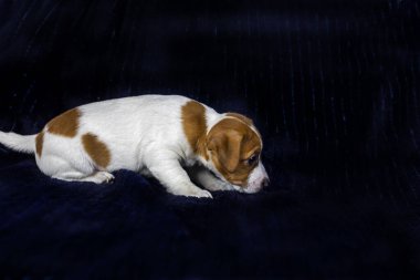 small Jack Russell terrier puppy sneaks against a dark background clipart