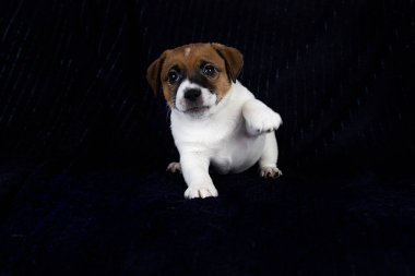 beautiful little Jack Russell Terrier puppy on a dark background. Caring for and raising puppies clipart