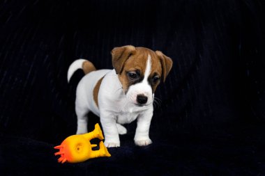 Güzel, küçük Jack Russell Terrier köpekleri karanlık bir arka plan. Yavrulara bakmak ve onları büyütmek.