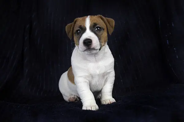 美しい小さなジャック ラッセル テリアの子犬は暗い背景に座っています 子犬の世話と育てについて — ストック写真