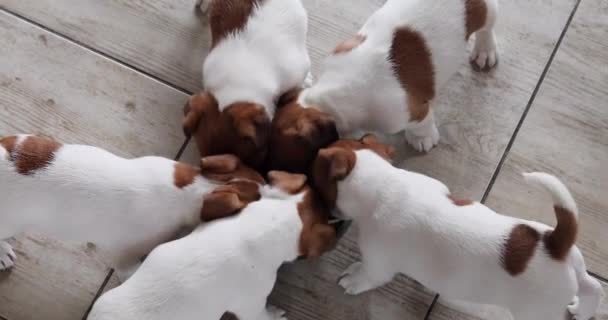 Küçük Jack Russell Terrier Yavruları Kasede Yer Yukarıdan Bak Yavrulara — Stok video
