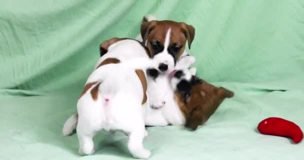 Funny Male Jack Russell Terrier Puppies Playing Mint Background Caring — Stock Video