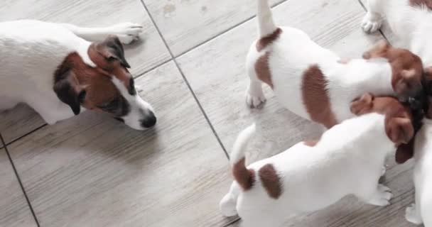 Emziren Dişi Jack Russell Terrier Yavrusunun Bir Kasede Yemek Yemesini — Stok video