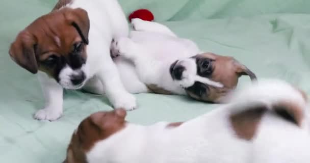 Grappig Mannetje Jack Russell Terrier Puppies Spelen Een Groene Achtergrond — Stockvideo