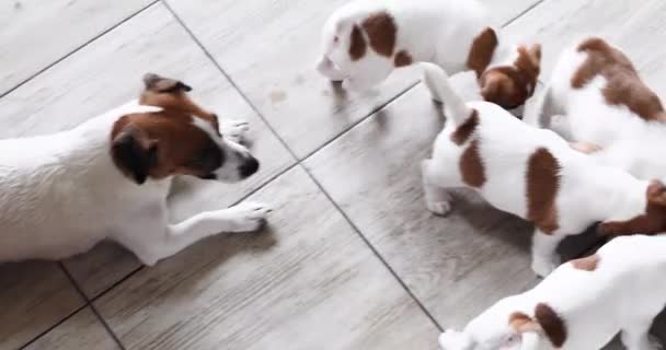 Dişi Jack Russell Terrier Köpeği Jack Russell Yavru Köpeklerini Kasede — Stok video